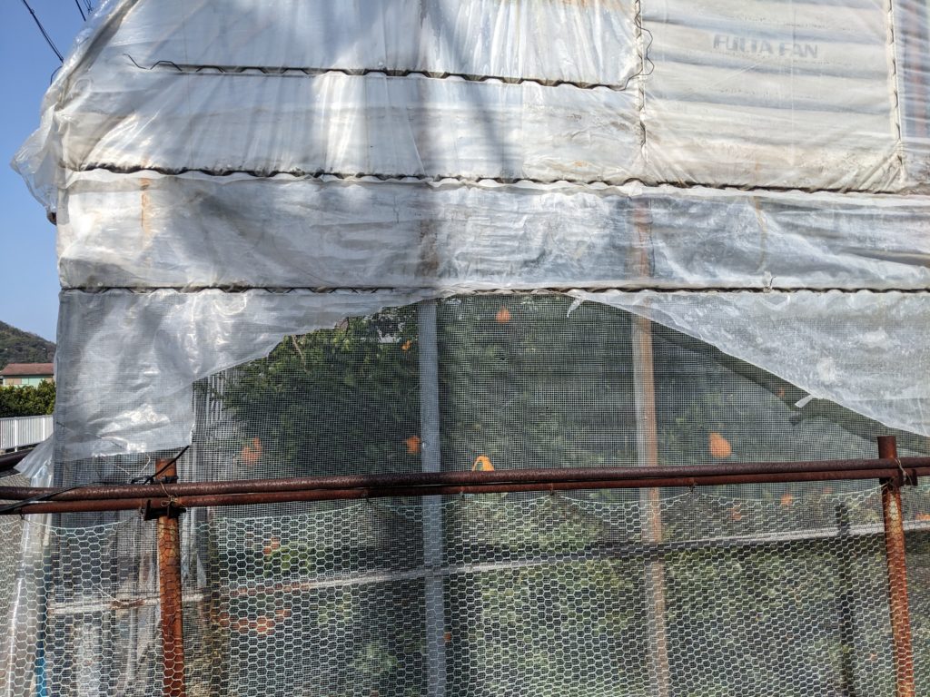 みかんのハウス栽培